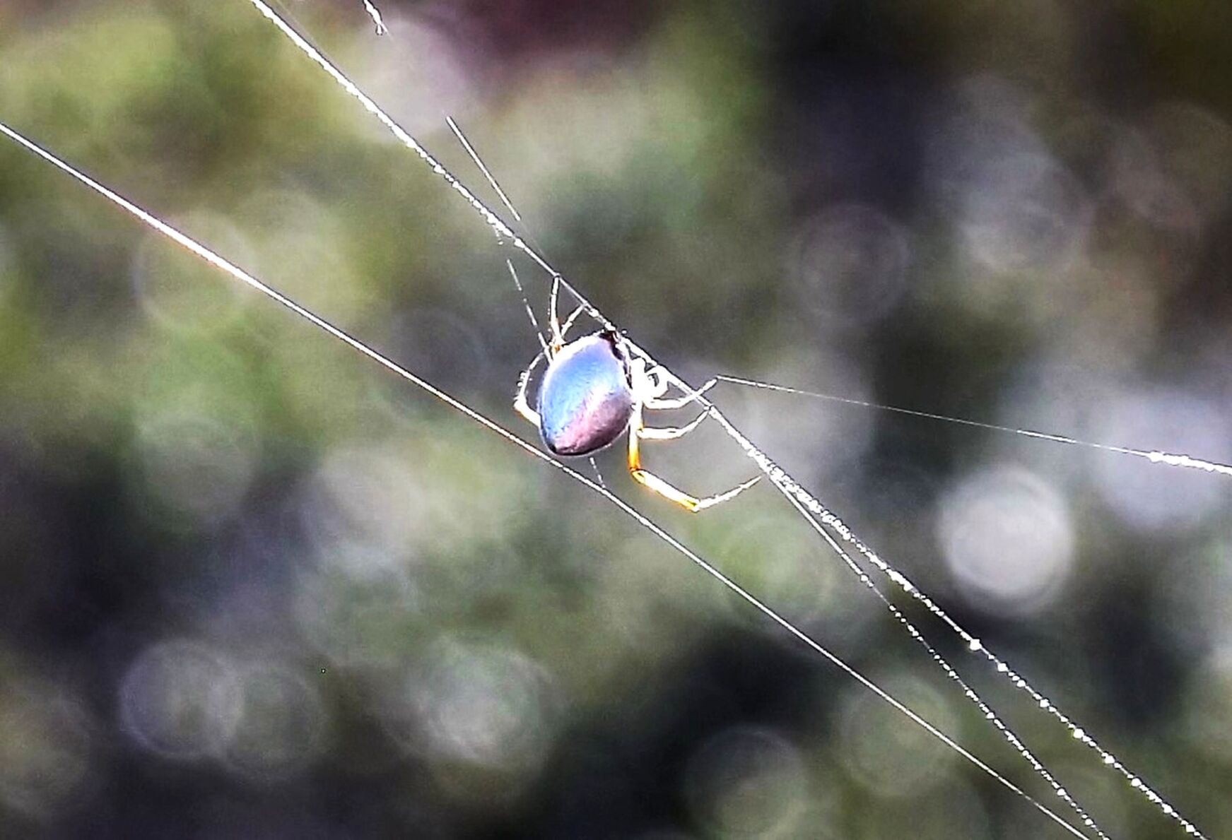 Kleptoparasitic spider found on web